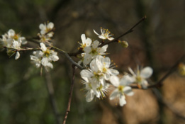 Prunus spinosaSleedoorn bestellen